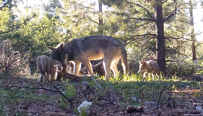 La última manada de lobos grises de California sorprende a todos con 3 nuevos lobeznos