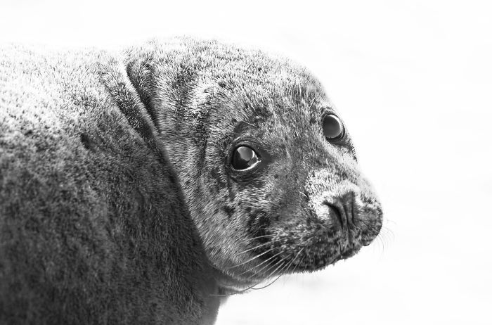 Close-up of a seal in Iceland, showcasing the natural wildlife beauty captured during circling Iceland three times.