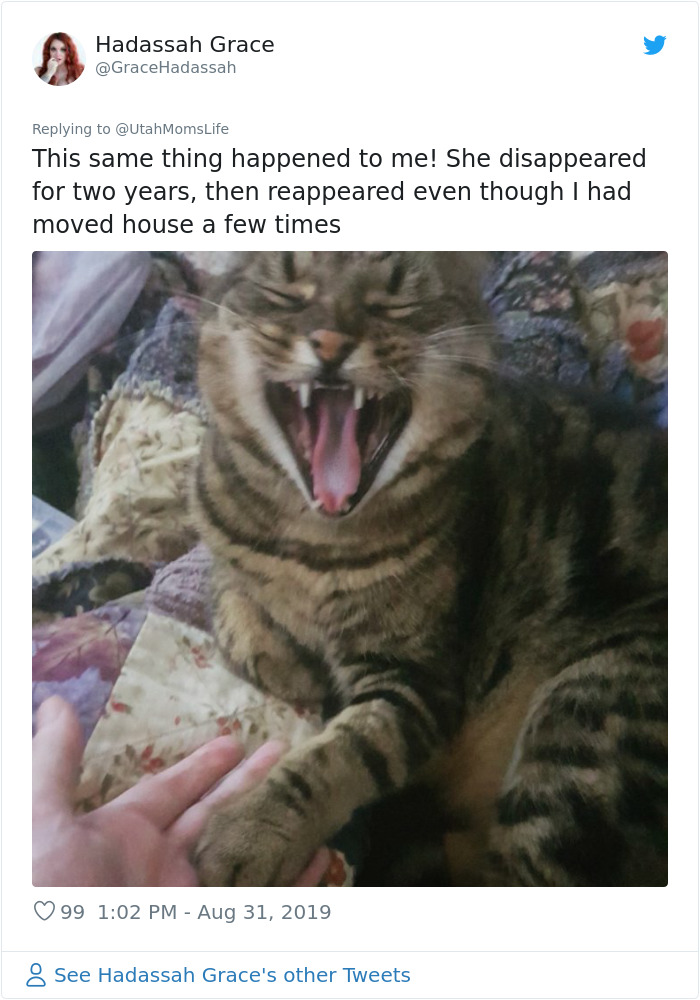 Missing Cat Is Brought Home After 5 Years, Still Recognizes Its Owner