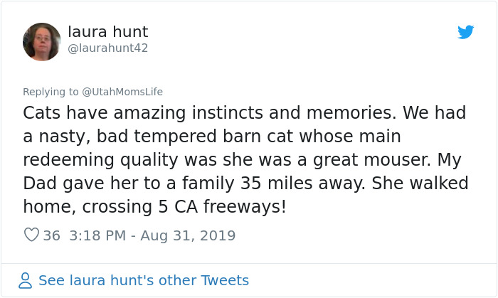 Missing Cat Is Brought Home After 5 Years, Still Recognizes Its Owner