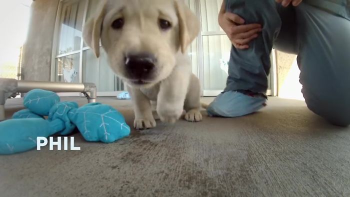 This Adorable Netflix Dogumentary Follows 5 Labrador Puppies' Training To Become Pawsome Guide Dogs