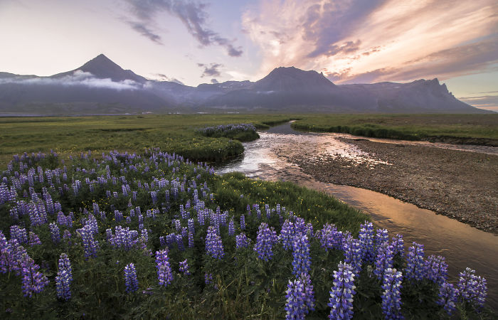 Purple lupine flowers blooming beside a winding river with mountains under a colorful sunset in Iceland's scenic landscape.