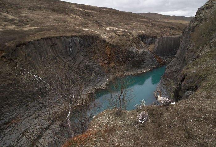 Icelandic canyon with turquoise river and birds on barren brown landscape capturing Iceland beauty.
