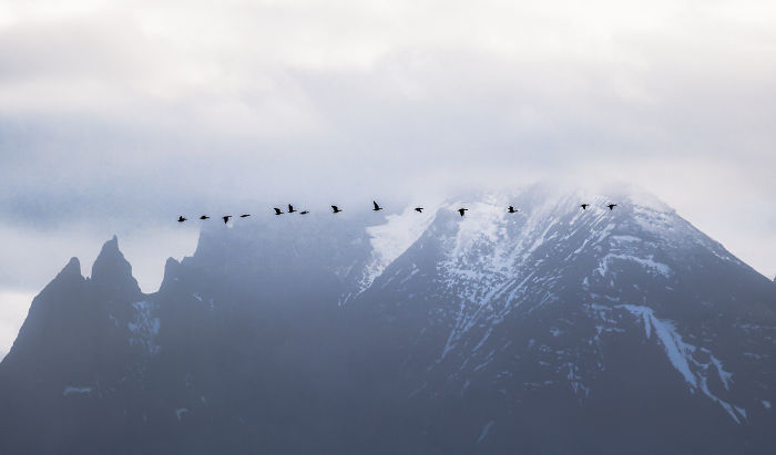 Birds flying in formation over snow-capped mountains in Iceland, showcasing the natural beauty of Iceland landscapes.
