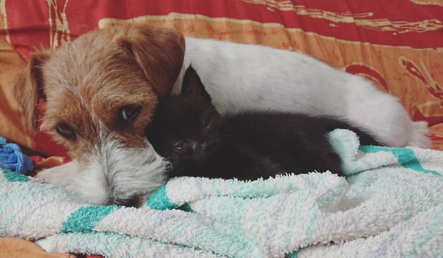 Two Dogs Raising Dozens Of Foster Kittens