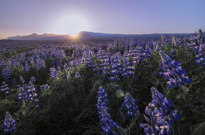 Purple lupine flowers in full bloom across an Icelandic field at sunrise, showcasing Iceland's natural beauty.