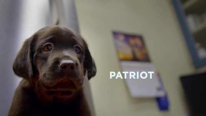 This Adorable Netflix Dogumentary Follows 5 Labrador Puppies' Training To Become Pawsome Guide Dogs