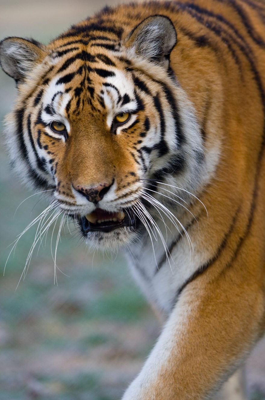 Protecting Amur Tigers