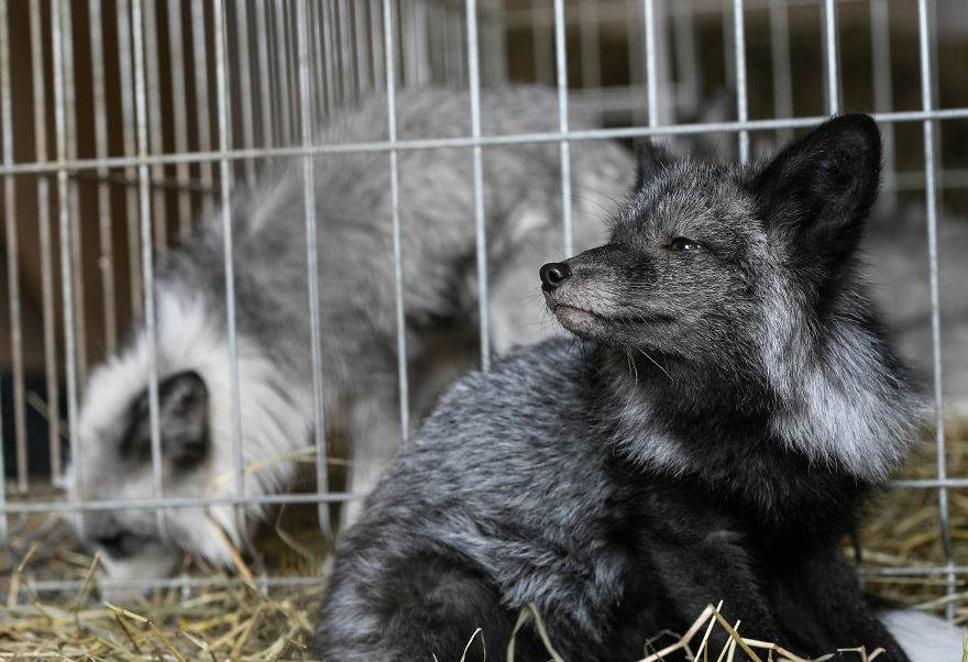 These Foxes Were Left On A Farm To Die - Fortunately, They Were Rescued By Animal Rights Activists