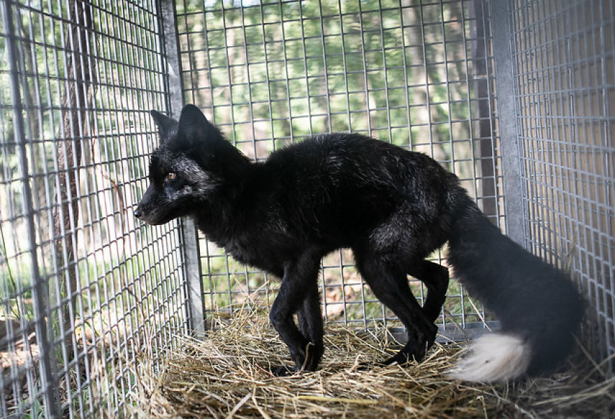 These Foxes Were Left On A Farm To Die - Fortunately, They Were Rescued By Animal Rights Activists