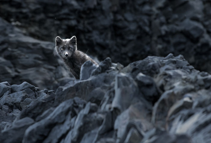 Arctic fox peeking through volcanic rocks in Iceland, showcasing the unique wildlife and wild beauty of Iceland's landscape.