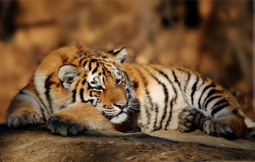 Protecting Amur Tigers