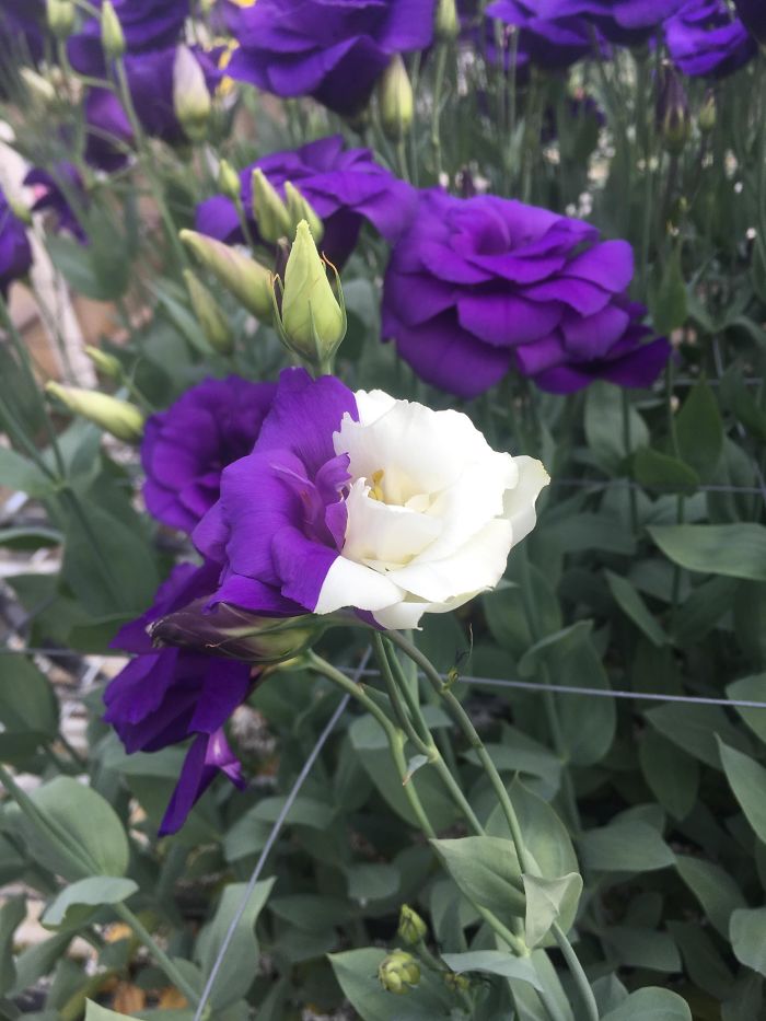 This Lisianthus Mutated To Be Half Purple And Half White