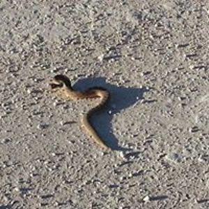 ernie_gonzalez avatar