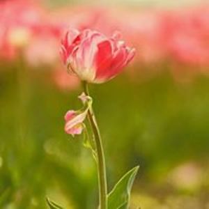 rania_kartika avatar