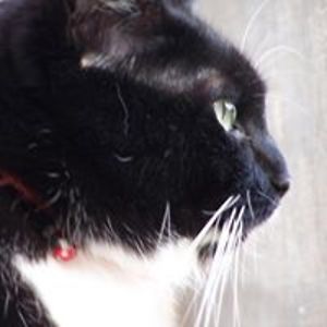 gnashfiftytwo avatar