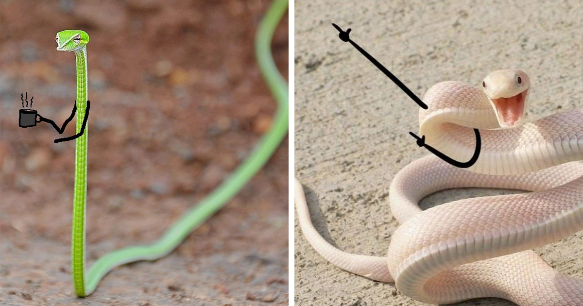 People Are Doodling On Snake Pics And The New Scenarios Are Hilarious (30  Pics) | Bored Panda