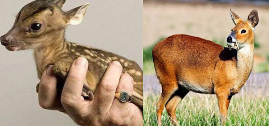 Weird And Disturbing Animal Facts