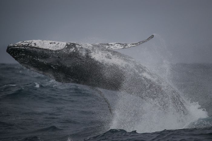 This Giant Humpback Whale Breached Out Of The Ocean, And People Watching It Probably Got Spooked Out