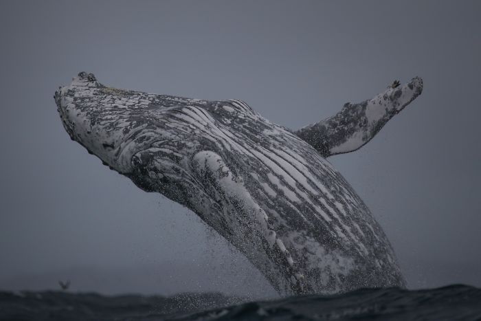 This Giant Humpback Whale Breached Out Of The Ocean, And People Watching It Probably Got Spooked Out