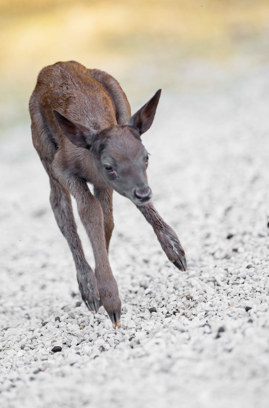 Dark Brown Deer Was Born In The Skopje Zoo After Ten Years And I Had The Opportunity To Capture The Moment