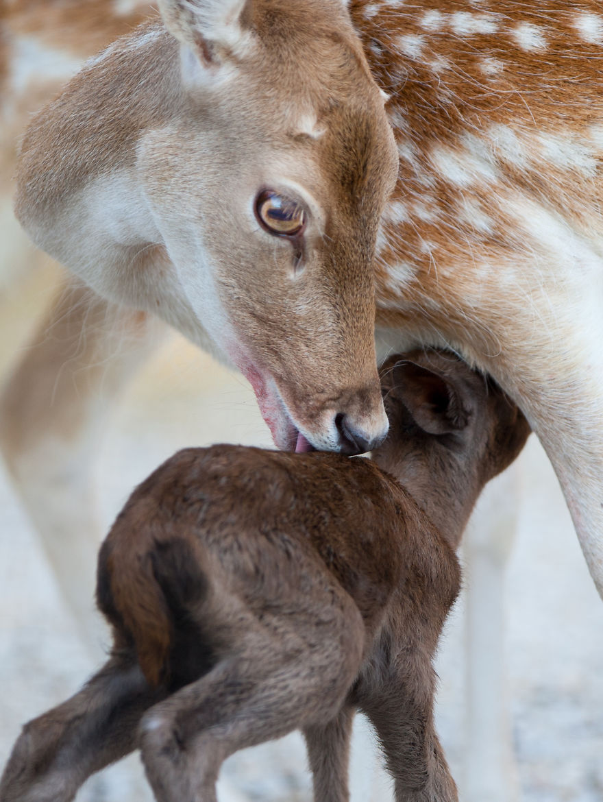 Dark Brown Deer Was Born In The Skopje Zoo After Ten Years And I Had The Opportunity To Capture The Moment