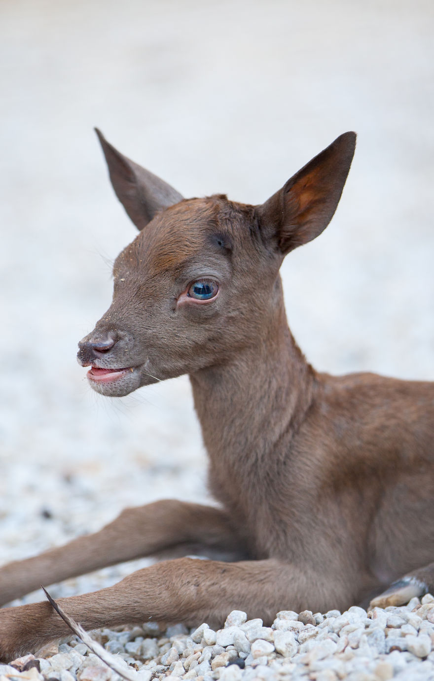 Dark Brown Deer Was Born In The Skopje Zoo After Ten Years And I Had The Opportunity To Capture The Moment