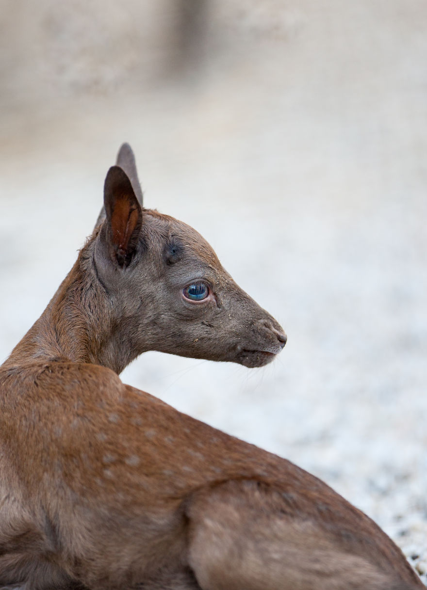 Dark Brown Deer Was Born In The Skopje Zoo After Ten Years And I Had The Opportunity To Capture The Moment