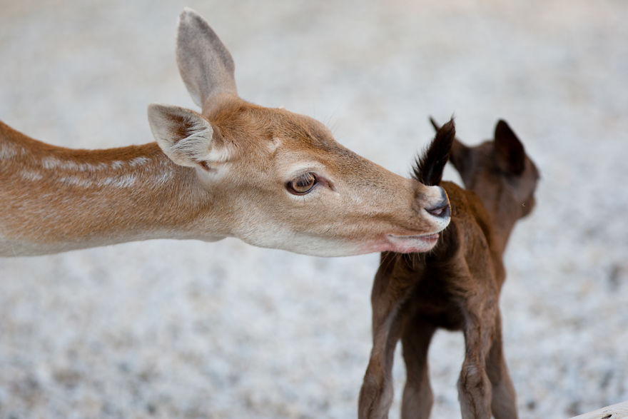 Dark Brown Deer Was Born In The Skopje Zoo After Ten Years And I Had The Opportunity To Capture The Moment