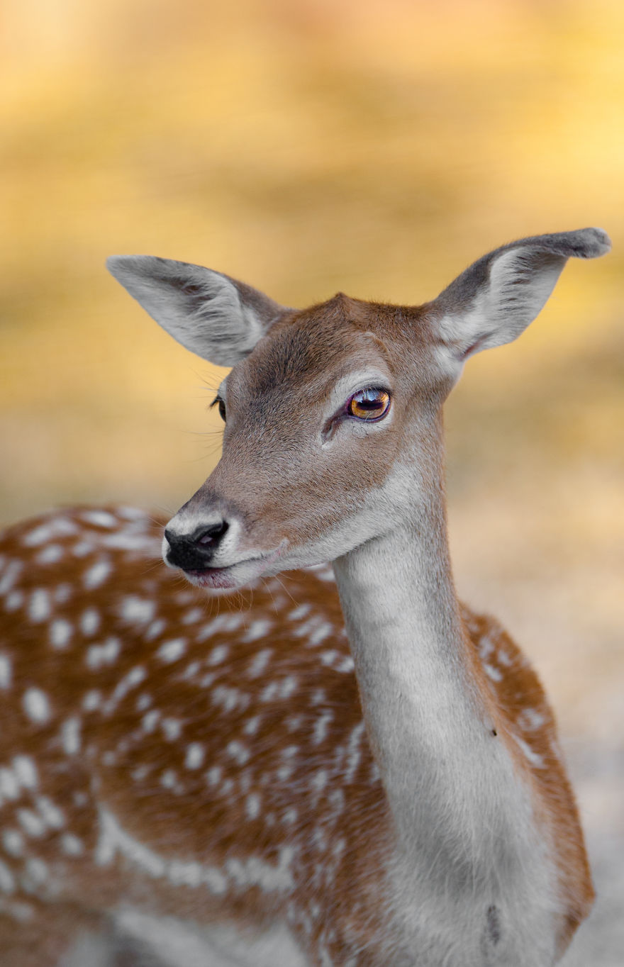 Dark Brown Deer Was Born In The Skopje Zoo After Ten Years And I Had The Opportunity To Capture The Moment