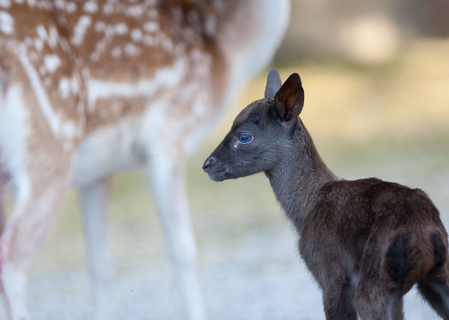 Dark Brown Deer Was Born In The Skopje Zoo After Ten Years And I Had The Opportunity To Capture The Moment