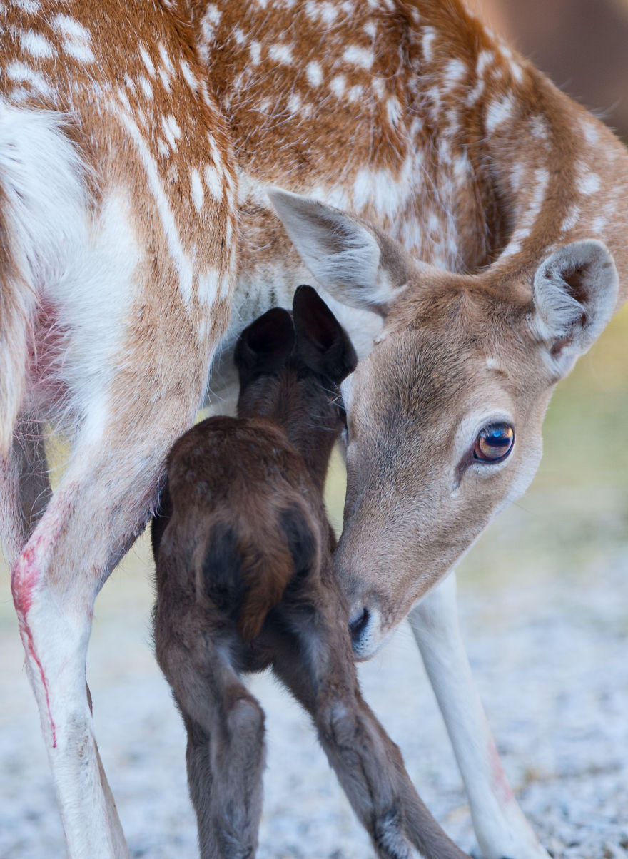 Dark Brown Deer Was Born In The Skopje Zoo After Ten Years And I Had The Opportunity To Capture The Moment