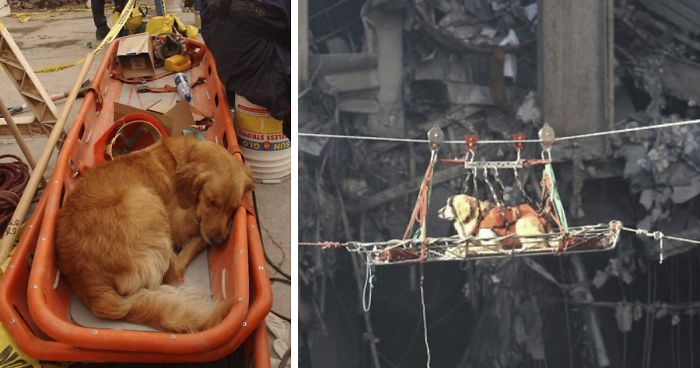 Bored Panda - The Only Magazine For Pandas