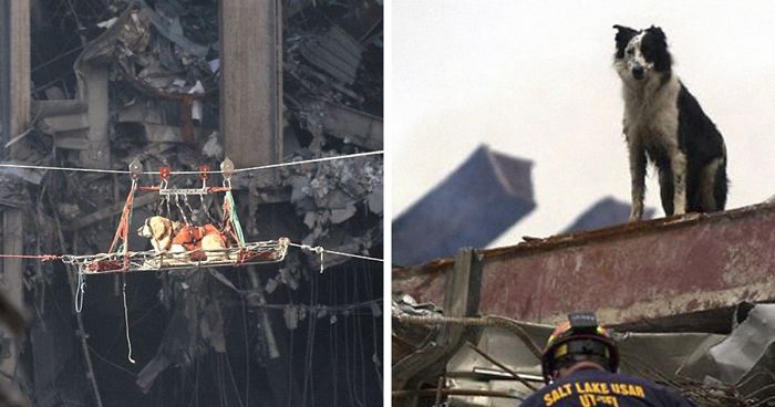 Animals | Bored Panda