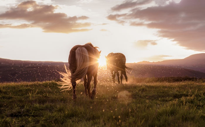 Horses grazing on grassy hills at sunset, capturing the natural beauty of Iceland's scenic landscapes.