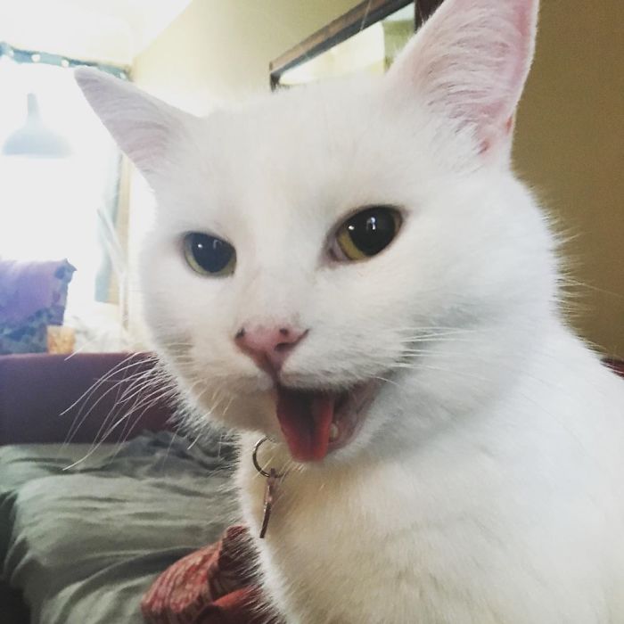 Turns Out, The Pawsome Cat From 'Woman Yelling At A Cat' Meme Is Named Smudge And His Instagram Is Adorable