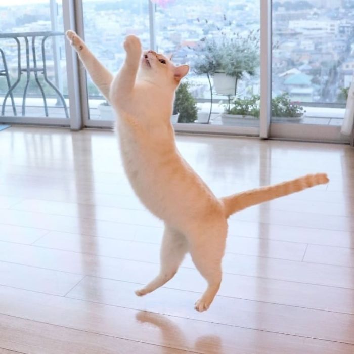 Dancing Ninja Cat