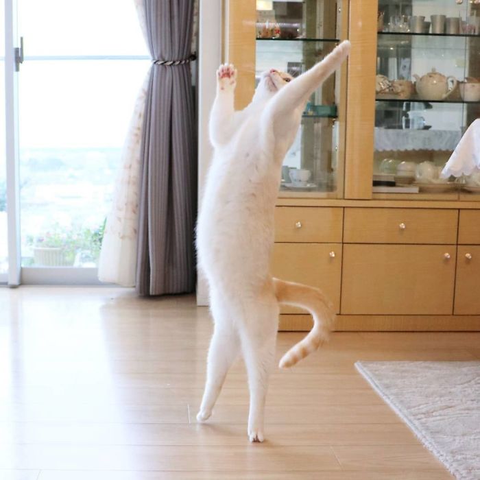 Dancing Ninja Cat