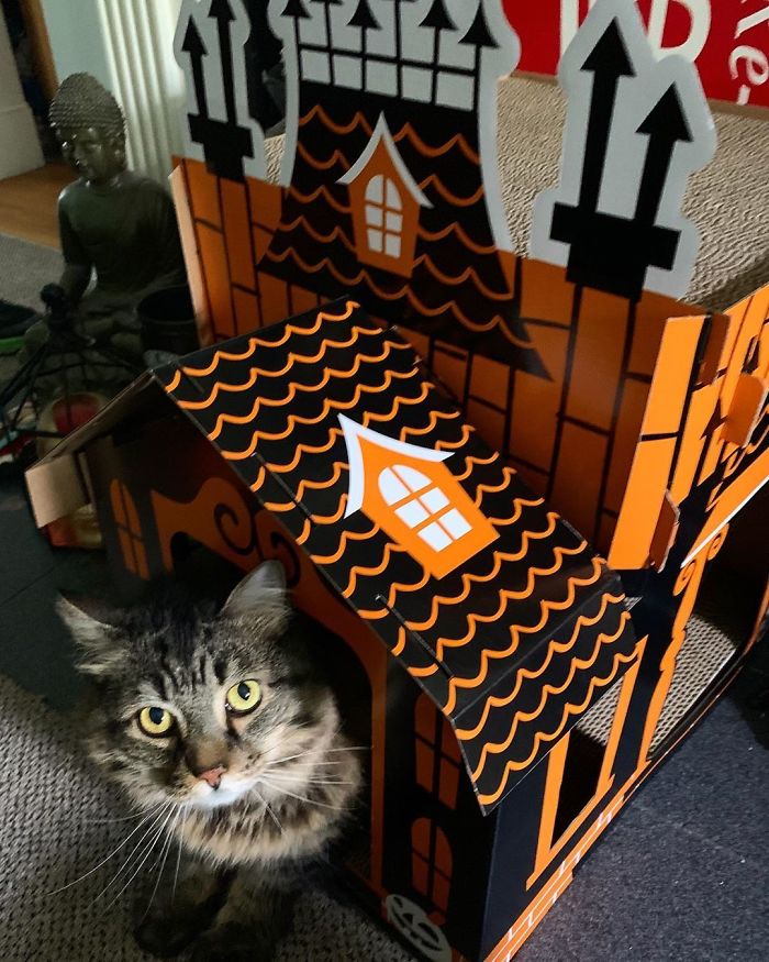 Target Sells Mini Haunted Houses For Cats And They're Purrfect For Halloween