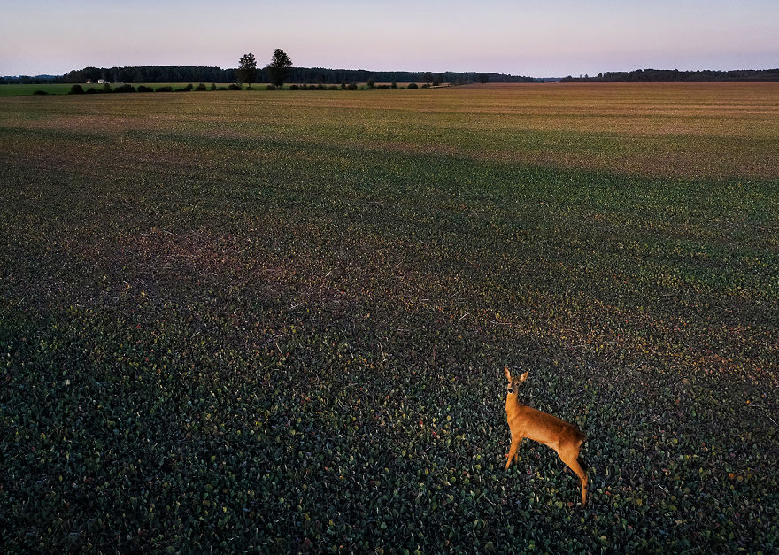 I Photographed Landscapes And Animals Of Lithuania Using A Drone