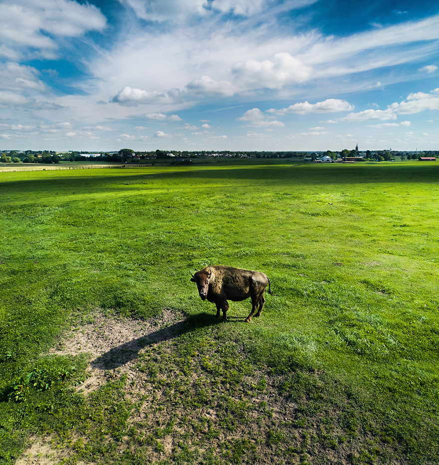 I Photographed Landscapes And Animals Of Lithuania Using A Drone