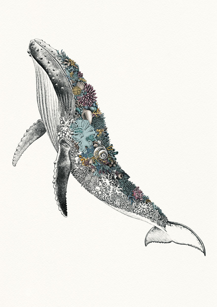 I Draw Illustrations To Support The Conservation Of The Great Barrier Reef (8 Pics)
