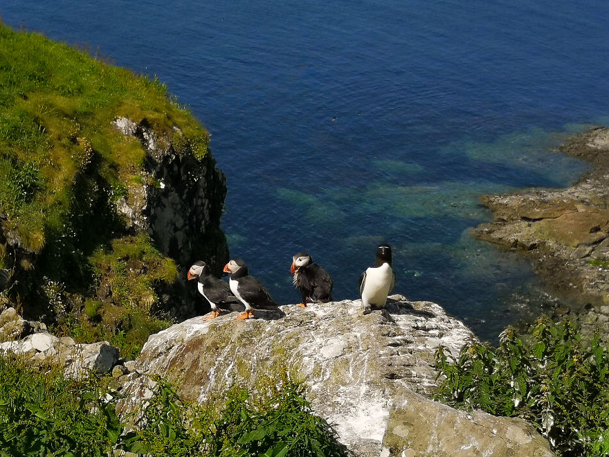I Traveled To Scotland To See Its Beautiful Nature And Watch Rare Birds (32 Pics)