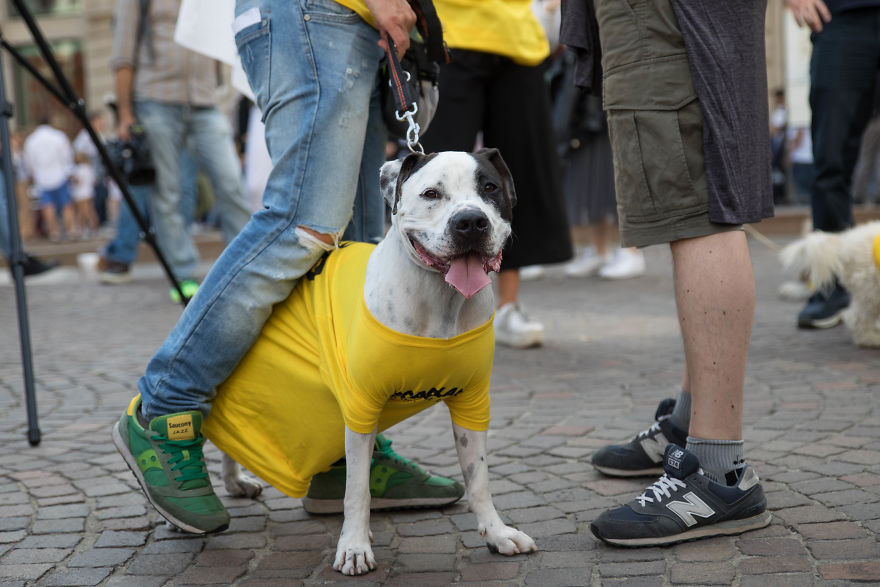 The City Of Dogs - Milan!
