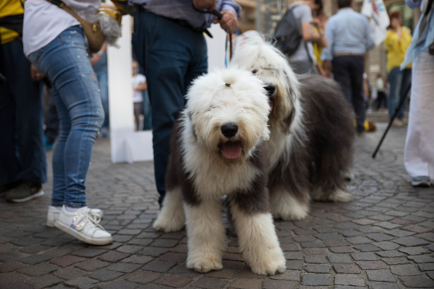 The City Of Dogs - Milan!