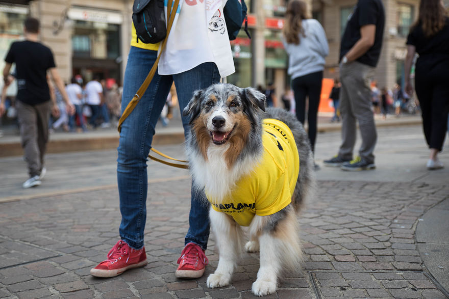 The City Of Dogs - Milan!