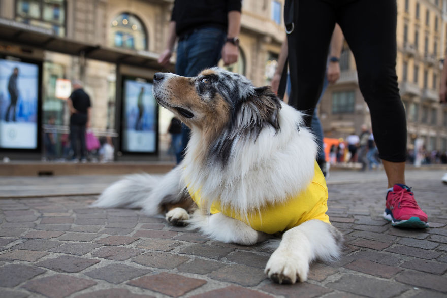 The City Of Dogs - Milan!