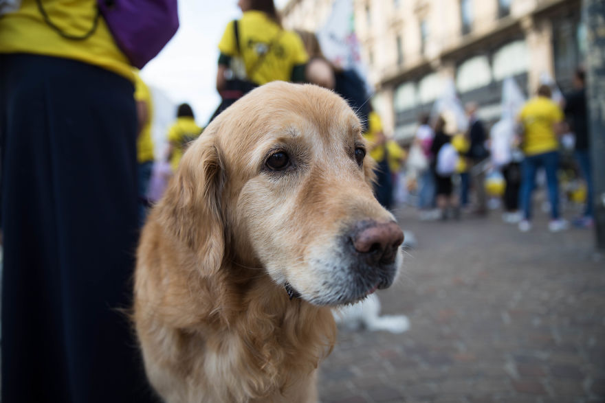The City Of Dogs - Milan!