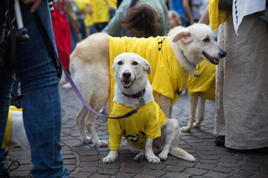The City Of Dogs - Milan!