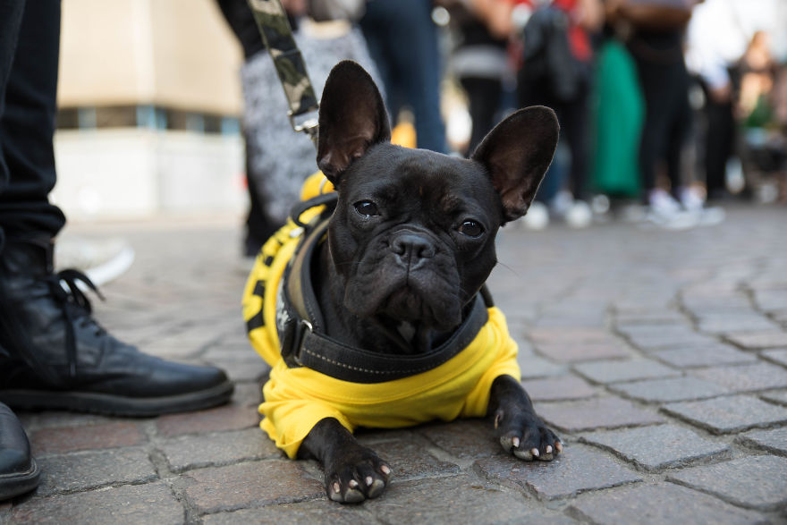 The City Of Dogs - Milan!
